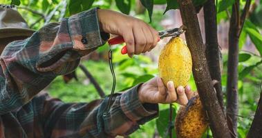 Close-up hands of a cocoa farmer use pruning shears to cut the cocoa pods or fruit ripe yellow cacao from the cacao tree. Harvest the agricultural cocoa business produces. photo