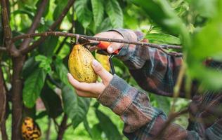 Close-up hands of a cocoa farmer use pruning shears to cut the cocoa pods or fruit ripe yellow cacao from the cacao tree. Harvest the agricultural cocoa business produces. photo