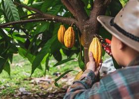 Close-up hands of a cocoa farmer use pruning shears to cut the cocoa pods or fruit ripe yellow cacao from the cacao tree. Harvest the agricultural cocoa business produces. photo