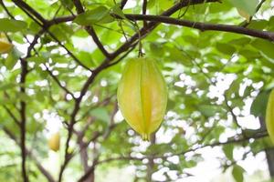 fruta de manzana estrella o carambola en el árbol en el jardín sobre fondo de naturaleza borrosa. foto