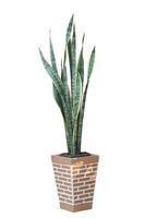 Bowstring Hemp, Devil Tongue, Mother-in-law Tongue or Snake Plant in pot isolated on white background included clipping path. photo