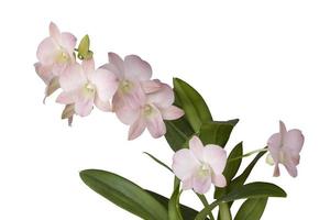 Pink bouquet of orchid flower bloom isolated on white background included clipping path. photo