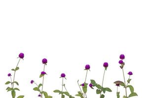 Purple Globe Amaranth or Bachelor Button flower bloom isolate on white background included clipping path. photo