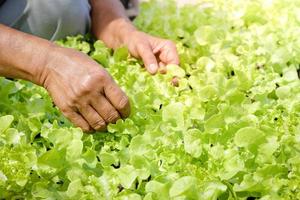 las manos de los agricultores mayores sostienen verduras de ensalada orgánicas verdes en la parcela en el suelo. cuidar las verduras que no tengan insectos para comer. concepto de alimentación saludable, comida orgánica