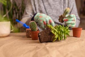female hands in gloves hold a blue watering can and water a newly transplanted succulent photo