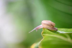 A small brown snail clings to a leaf in the garden. photo