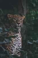 leopardo de Sri Lanka entre las hojas de los árboles, bosque oscuro foto