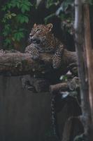 Sri Lankan leopard lying on a tree trunk photo