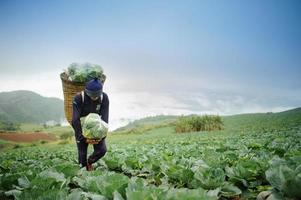 Collard and farmer on farming background photo