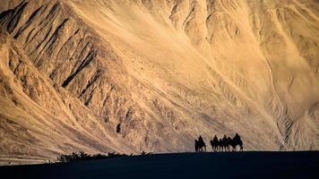 Caravan of people riding on camels in Nubra valley dune