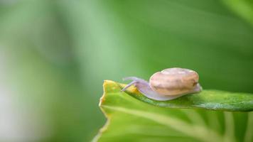 A small brown snail clings to a leaf in the garden. photo