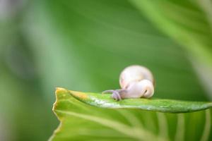 A small brown snail clings to a leaf in the garden. photo