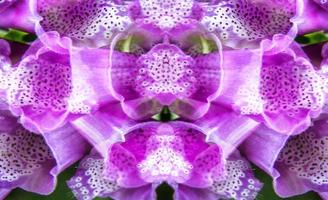 Digital Rendering Purpurea Flower Abstract Background photo