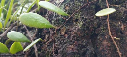 Pyrrosia eleagnifolia, commonly known as the leaf-bark fern, or ota in Maori, is a climbing fern endemic to New Zealand photo