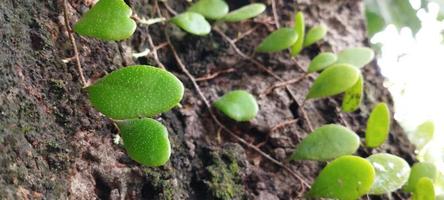 Pyrrosia eleagnifolia, commonly known as the bark-leaf fern, or ota in Maori, is a climbing fern endemic to New Zealand photo