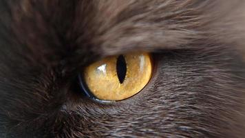 Macro yellow eyes of the British cat breed photo