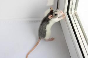 Little fluffy rat - a symbol of 2020 sits on a white background near the window. Year of the rat by horoscope photo