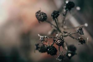 Dry plants and berries. Beautiful dark autumn background. Dried flowers close-up. Poster for interior. photo
