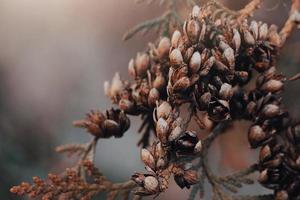 Beautiful autumn background. Dry branches of thuja. Coniferous cones. Dried trending Plants. photo
