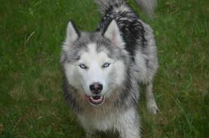 bonitos ojos azules en un perro husky siberiano foto