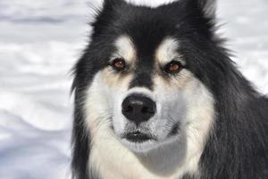 mirando a la cara de un perro husky foto