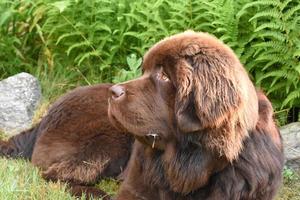 Brown Newfoundland Dog Resting on a Summer Day photo