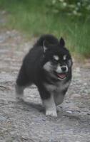 Running husky puppy down a stoned path photo