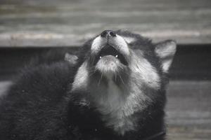 Wolf doggy howling to the sky with its head up photo