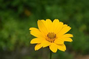 Gorgeous Yellow Blooming False Sunflower Blossoms photo