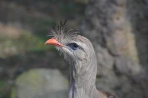 plumas grises en un pájaro seriema de pie foto