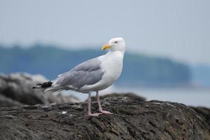 Gorgeous Seagull Standing on a Rock off the Coast photo