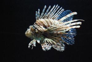 Superb Brown and White Striped Lionfish Underwater photo