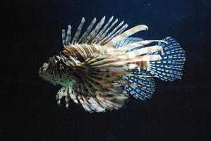 Vibrant White and BrownStriped Lionfish Swimming Around photo