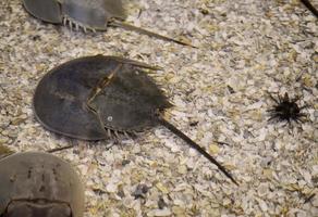 cangrejo herradura con un erizo de mar en el fondo del océano foto