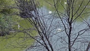 cigni su il lago acqua video