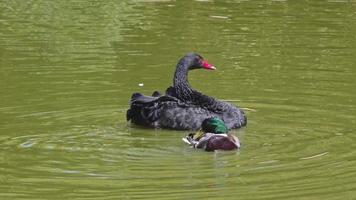 cisnes en el agua del lago video