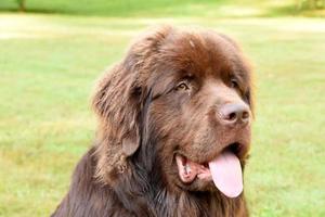 Large Brown Newfoundland Puppy Dog with his Tongue Out photo
