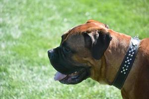 perro mastín inglés en un día perfecto de verano foto