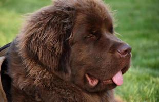 Resting Young Brown Newfoundland Dog Laying in Grass photo