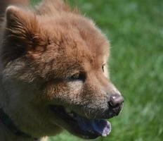 impresionante cachorrito chow de china foto