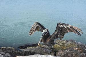 pelícano parado sobre una roca con las alas extendidas foto