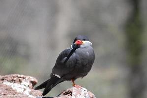 charrán inca con patas rojas sobre una roca foto