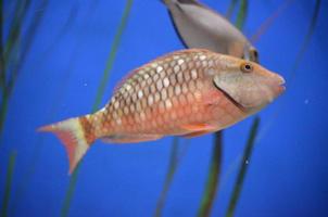 Graceful Spotted Parrot-Fish Swimming Through the Water photo