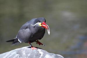 Inca Tern Seabird Eating a Fish on a Rock photo