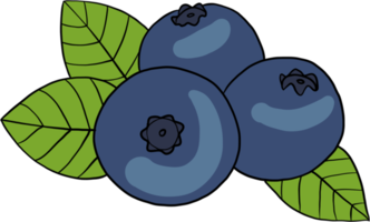 doodle freehand sketch drawing of blueberry fruit. png