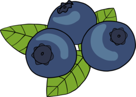 doodle freehand sketch drawing of blueberry fruit. png