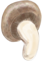 aquarelle de légume champignon. png