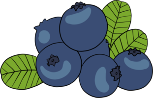 doodle freehand sketch drawing of blueberry fruit. png