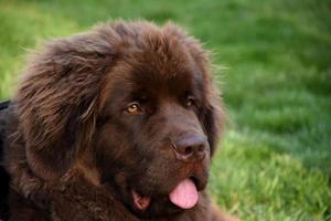 Tired Newfoundland Puppy Dog Resting in Grass photo