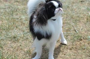 Small Japanese Chin Dog Looking Up photo